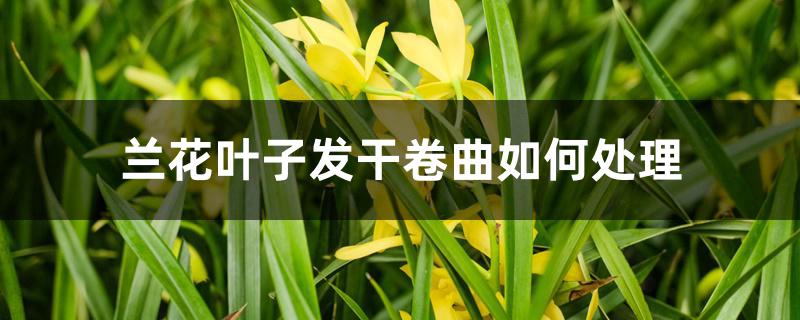 兰花叶子发干卷曲如何处理 兰花叶子发干卷曲如何处理