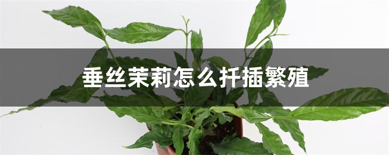 垂丝茉莉怎么扦插繁殖 垂丝茉莉怎么扦插繁殖