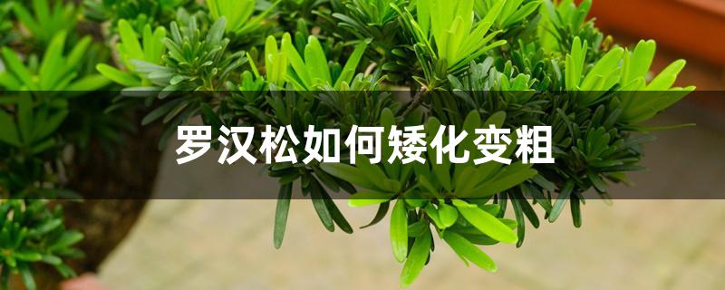 罗汉松如何矮化变粗 罗汉松如何矮化变粗