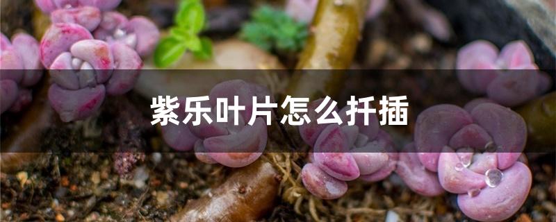 紫乐叶片怎么扦插 紫乐叶片怎么扦插