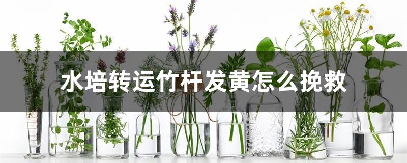 水培转运竹杆发黄怎么挽救 水培转运竹杆发黄怎么挽救