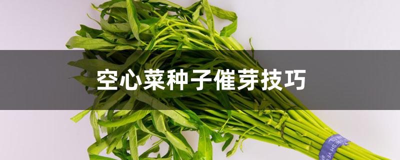 空心菜种子催芽技巧 空心菜种子催芽技巧