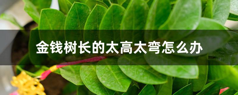 金钱树长的太高太弯怎么办 金钱树长的太高太弯怎么办