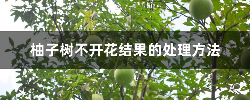 柚子树不开花结果的处理方法 柚子树不开花结果的处理方法