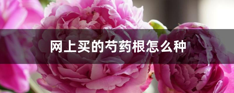 网上买的芍药根怎么种 网上买的芍药根怎么种