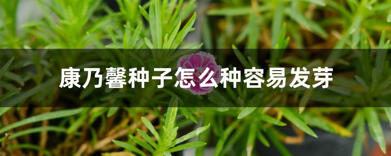 康乃馨种子怎么种容易发芽 康乃馨种子怎么种容易发芽