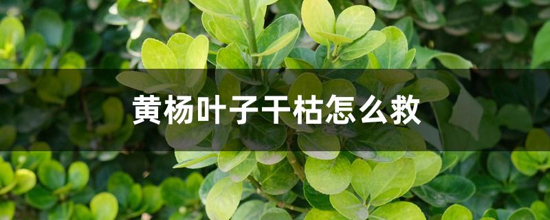 黄杨叶子干枯怎么救 黄杨叶子干枯怎么救
