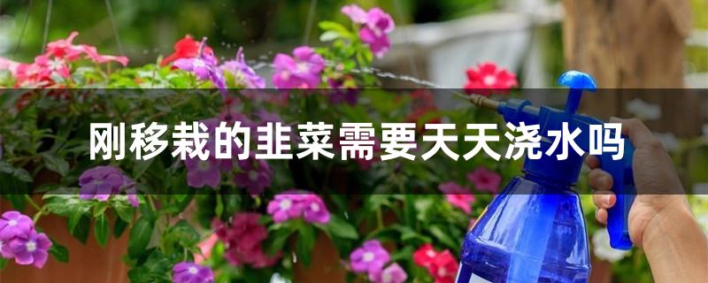 刚移栽的韭菜需要天天浇水吗 刚移栽的韭菜需要天天浇水吗
