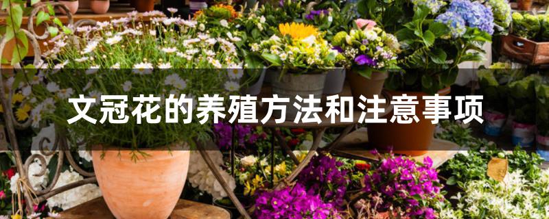 文冠花的养殖方法和注意事项 文冠花的养殖方法和注意事项