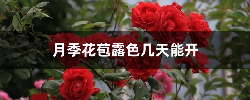 月季花苞露色几天能开 月季花苞露色几天能开