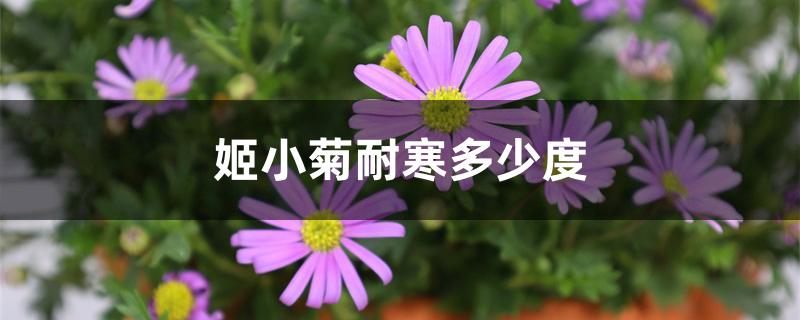 姬小菊耐寒多少度 姬小菊耐寒多少度