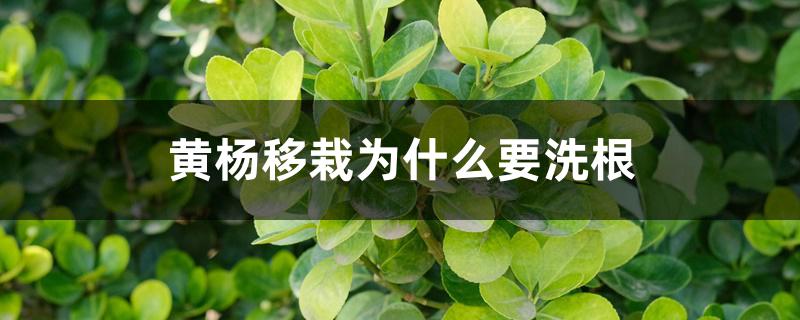 黄杨移栽为什么要洗根 黄杨移栽为什么要洗根