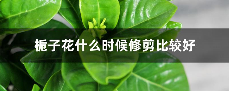 栀子花什么时候修剪比较好 栀子花什么时候修剪比较好