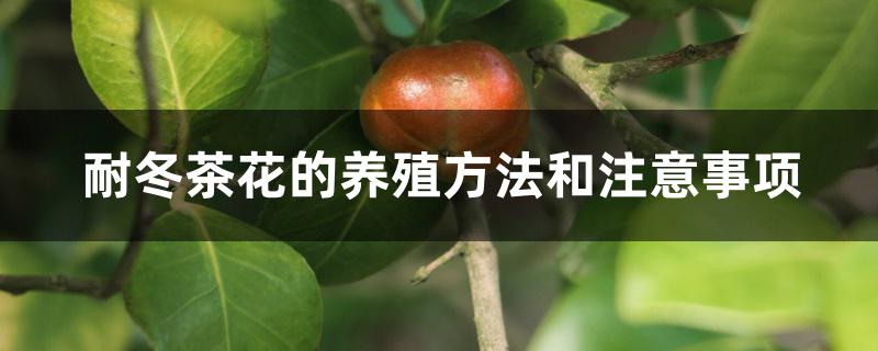 耐冬茶花的养殖方法和注意事项 耐冬茶花的养殖方法和注意事项