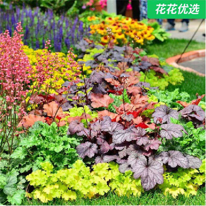 矾根穴盘苗，组盆拼盘不二之选