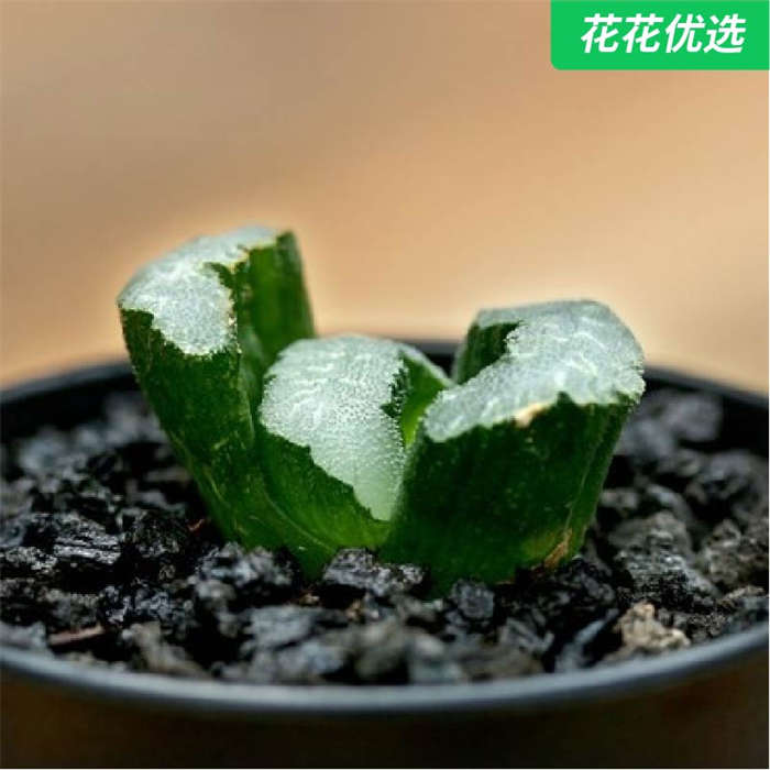 猛犸玉扇多肉植物玉露十二卷属多肉肉植物