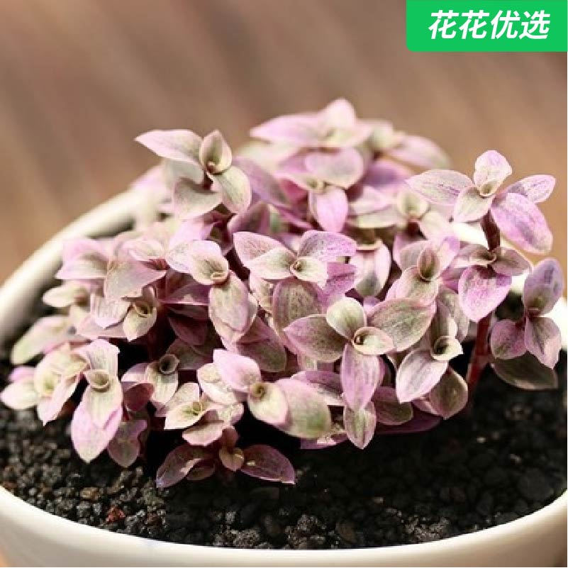 室内含盆套餐花超萌新款 胭脂云多肉