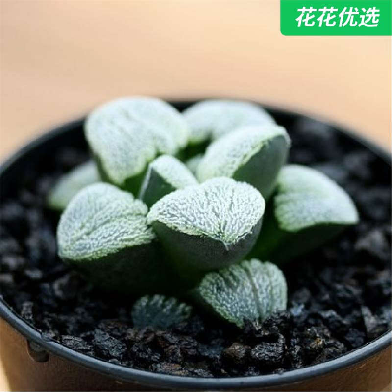 雪之里魔面寿多肉植物玉露十二卷属