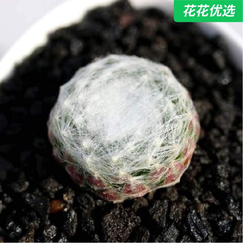 珠丝卷娟 多肉 长生草卷娟好养活办公室内绿植多肉植物