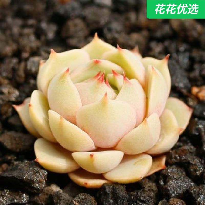 苯巴蒂斯多肉植物笨巴多肉组合盆栽肉肉绿植花卉室内萌肉