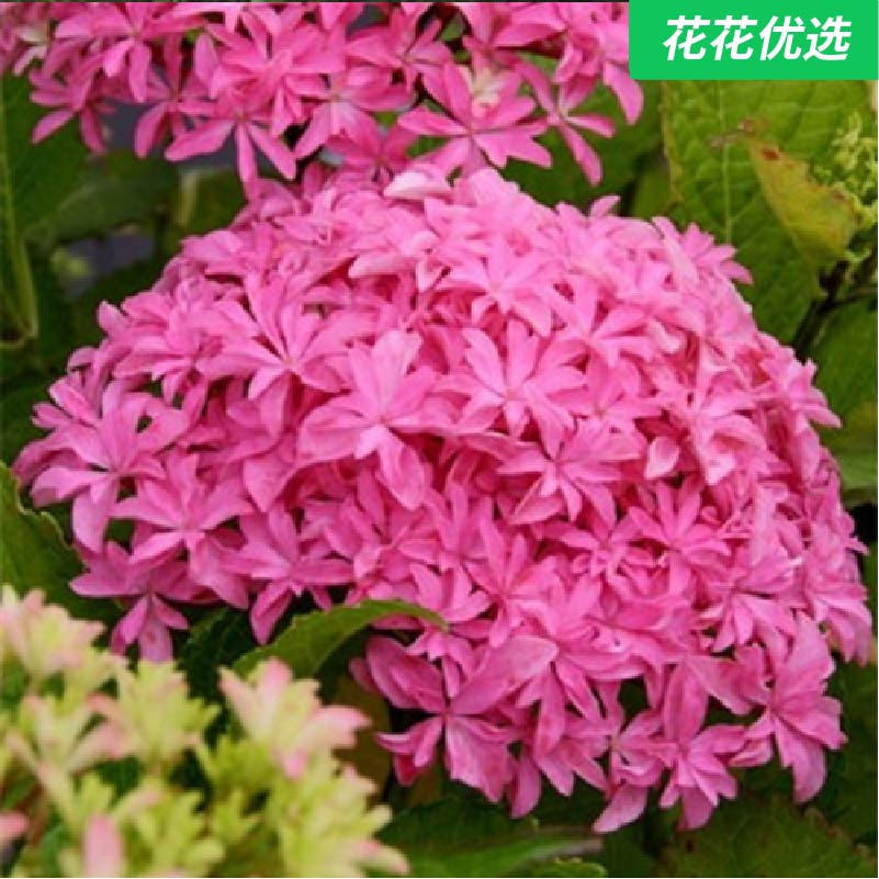 绣球四小花 庭院最耀眼的存在