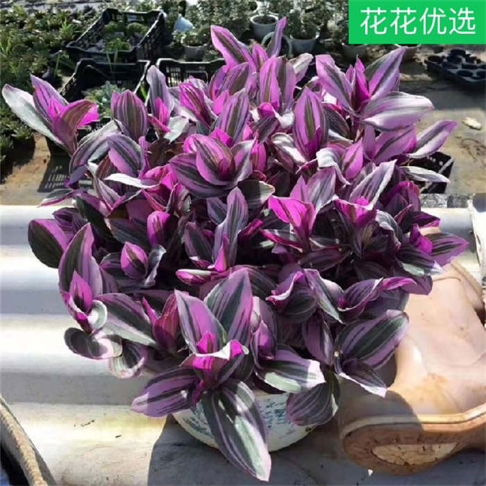 成品_吊兰婚礼/油画室内盆栽绿植INS网红观叶植物