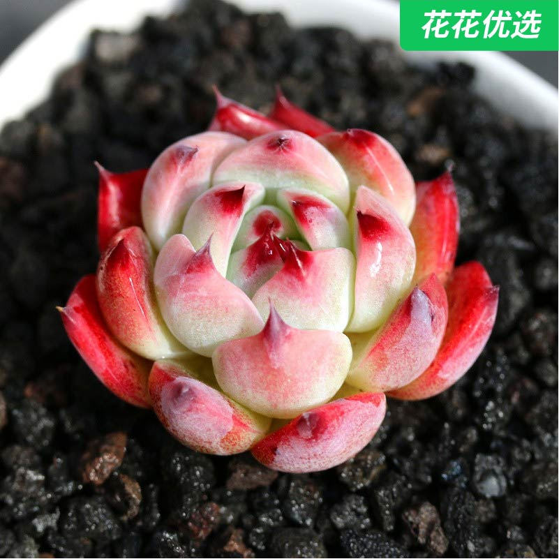 水蜜桃多肉 高档进口