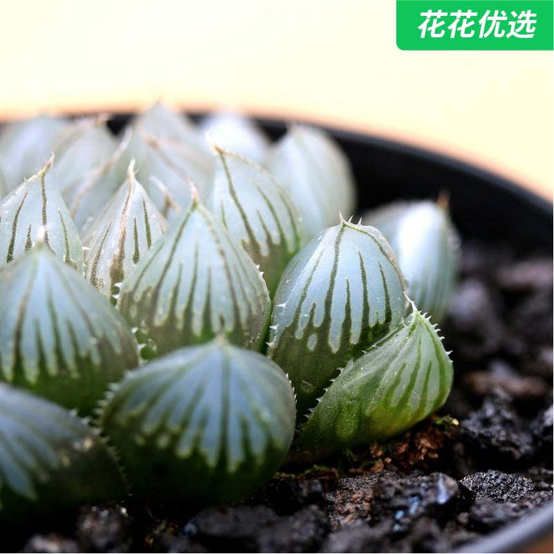 黑姬玉露 多肉植物 十二卷玉露