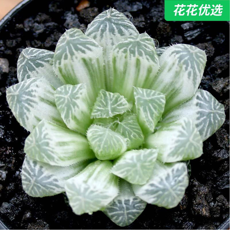 白斑玉露 玉露十二卷属