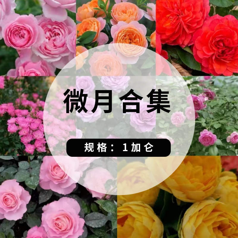 微型月季合集 一加仑两年生大苗