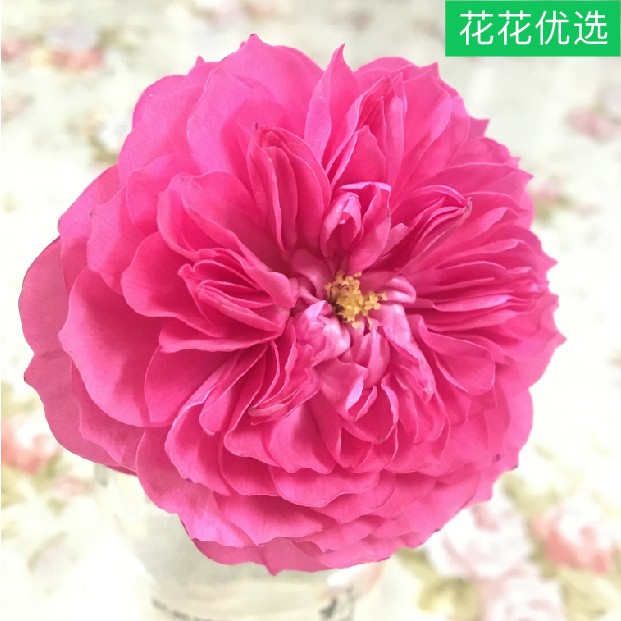 榴花秋舞一加仑 深红色浓香型微月