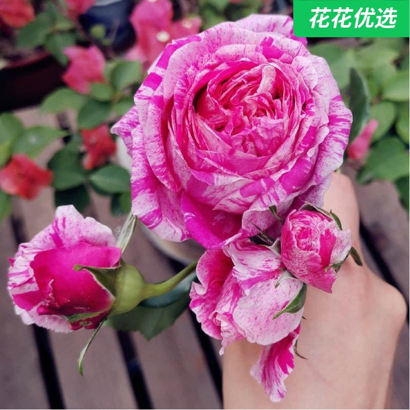 伊蕾莎斯特藤本月季一加仑  苹果香玫红条纹月季