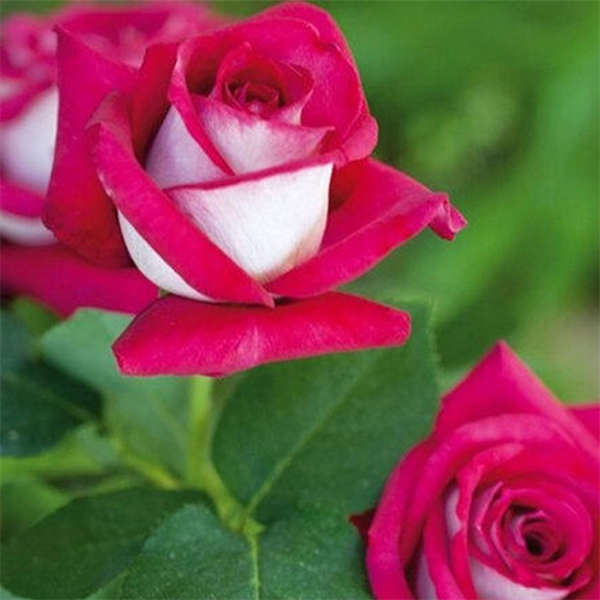 灌木月季合集一加仑 一年三季开花