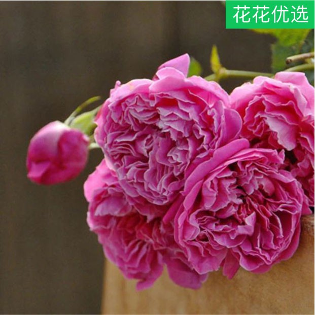 灌木月季月季合集2 一年三季开花