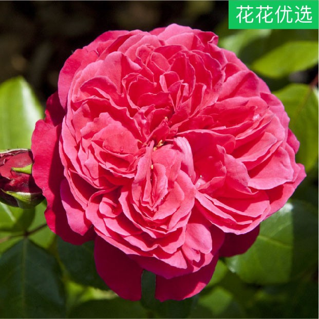 红色达芬奇一加仑 红色淡香灌木月季