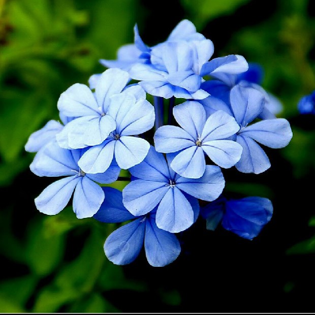 蓝雪花 阳台爆花小能手