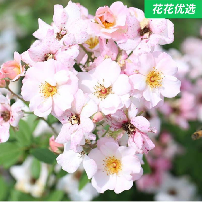 卖花姑娘 颜值高、香味好闻、花量大、开花性好