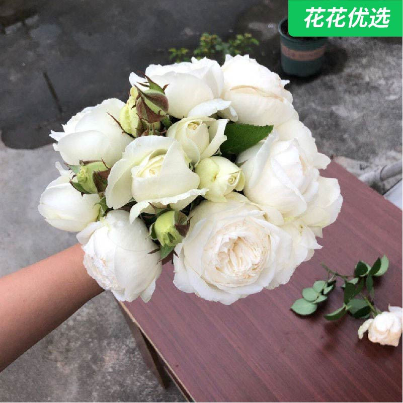 生婚礼之路 浓香型切花月季