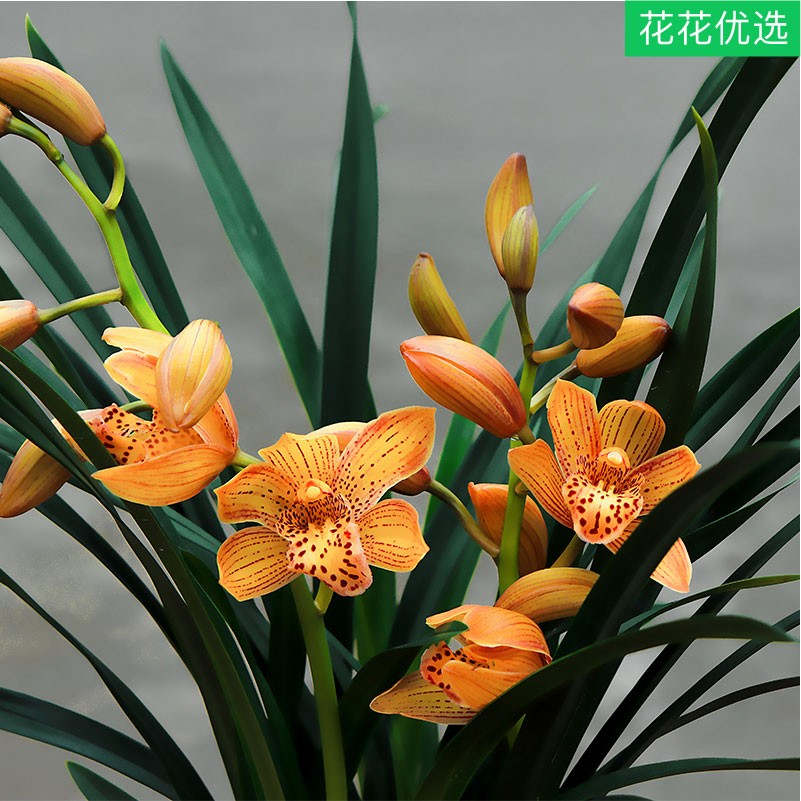 14个兰花新品种  气质典雅 香水味道