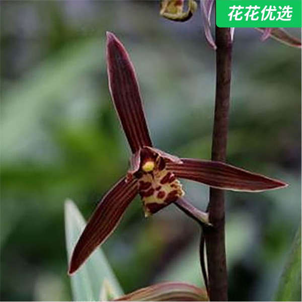 企黑爪墨兰 叶片宽大有金边