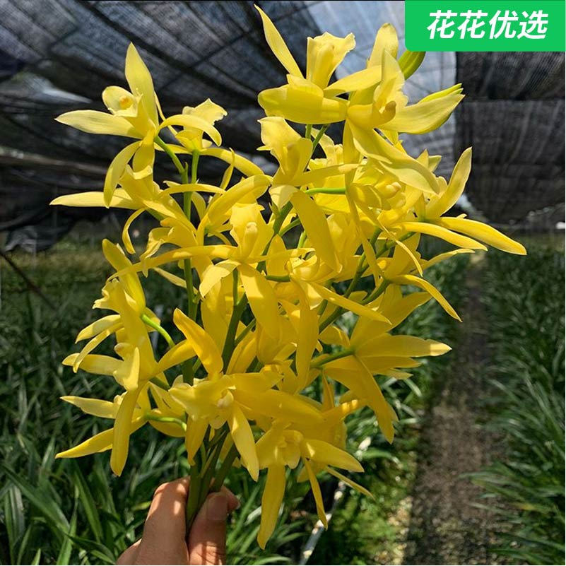 黄金小神童科技兰 大花型无杂色有香气