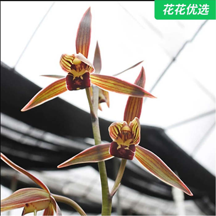 银托墨兰 叶材高大该有银边