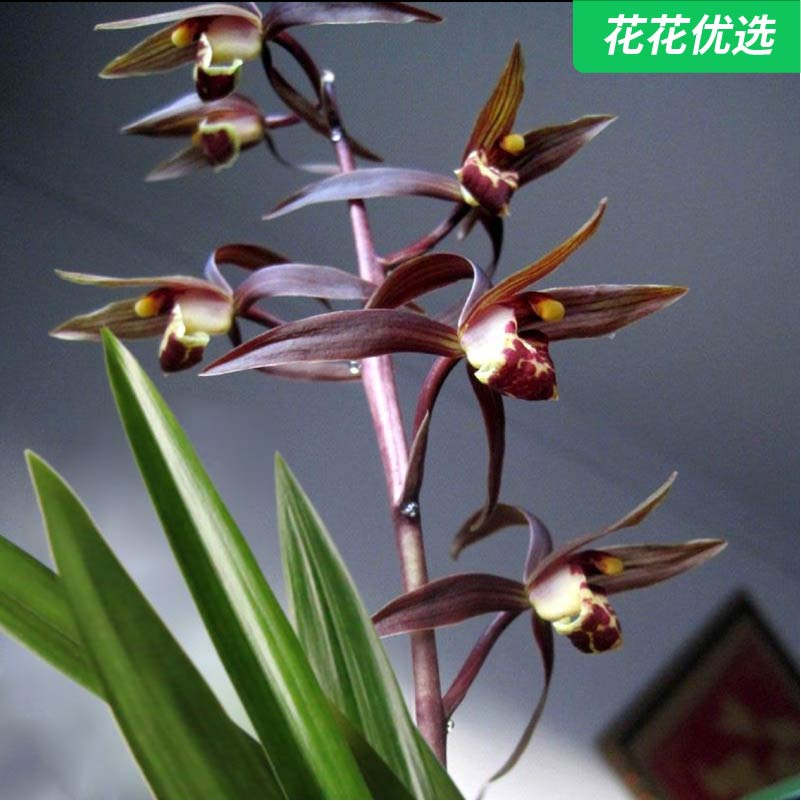 企黑墨兰 一杆多花有香甜味