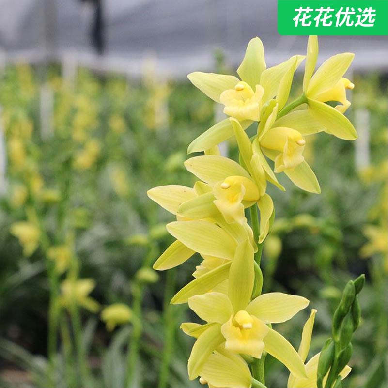 绿翡翠科技兰 一杆多花色金黄