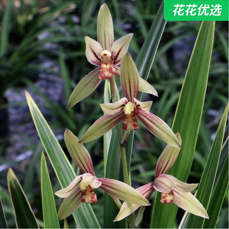 黄金彩虹建兰 花开大朵浓香型