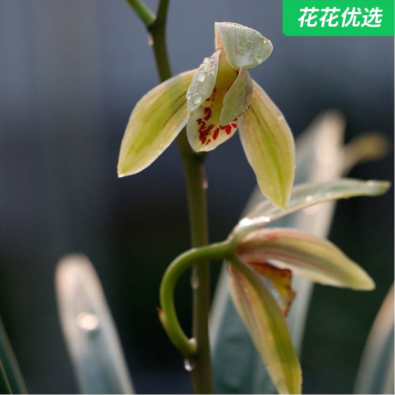 锦旗建兰 金边幽香好成活