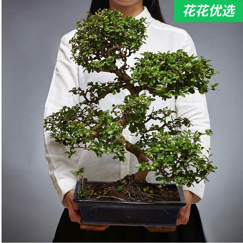 福建茶弯曲大盆景 花开富贵