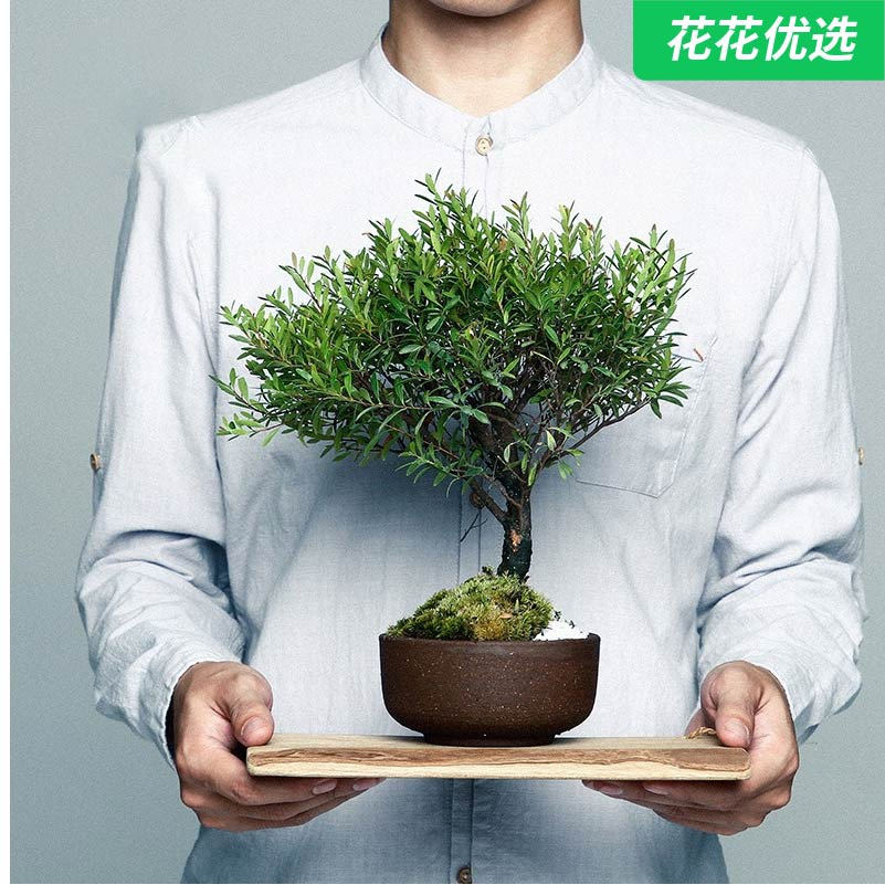 红杨小叶赤楠盆景 寓意三阳开泰