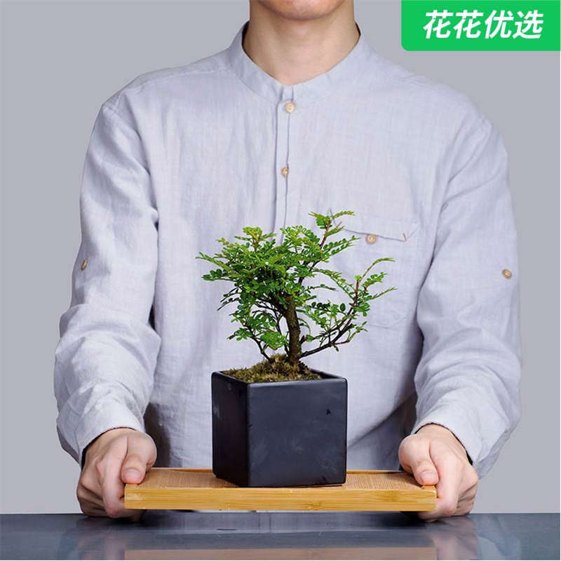 胡椒木小黑方盆景 寓意清新脱俗