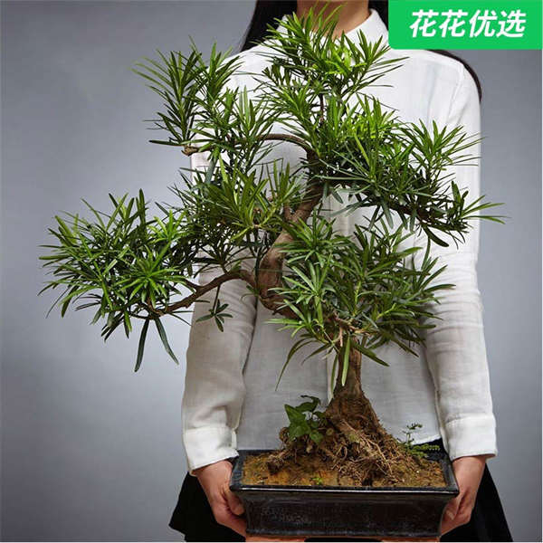 罗汉松大盆景 寓意荣华富贵